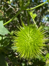 Marah macrocarpus var. macrocarpus