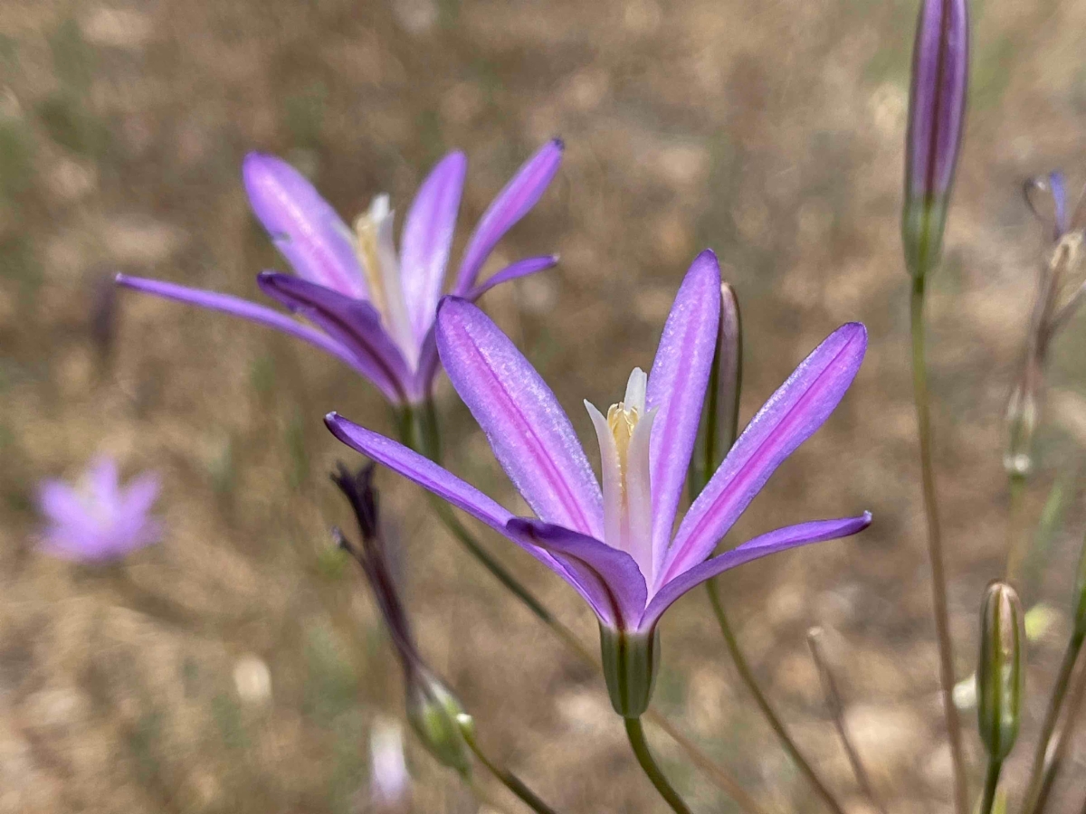 Brodiaea coronaria