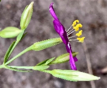 Centaurium venustum ssp. venustum