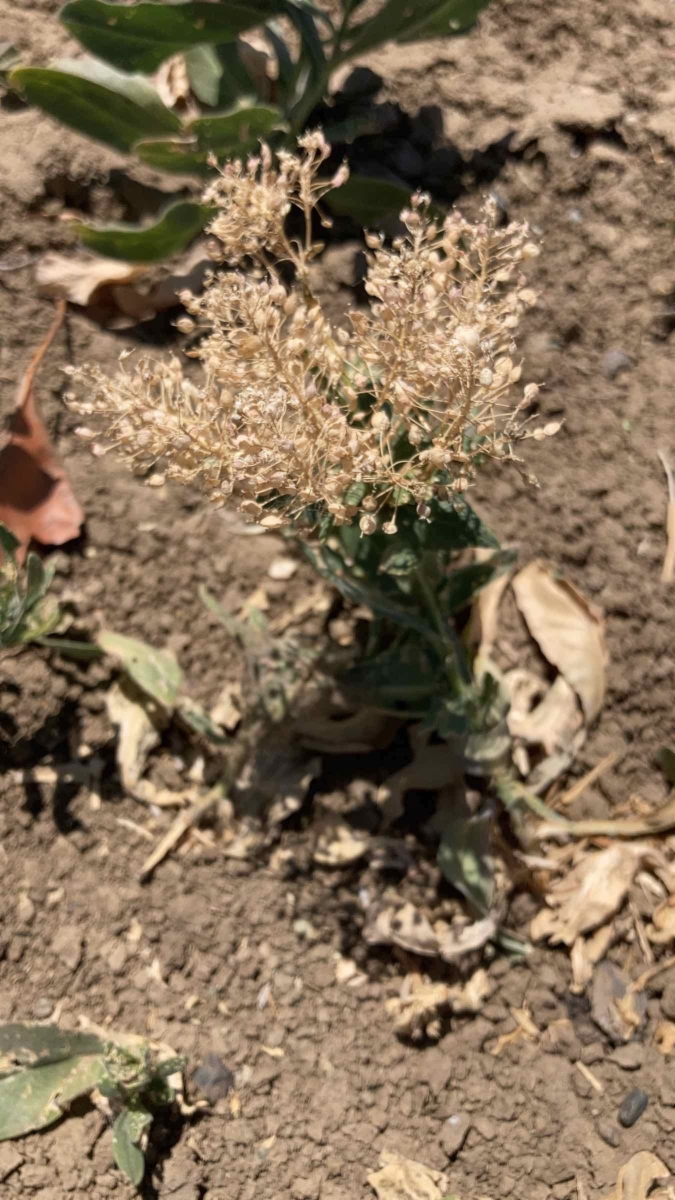 Lepidium chalepense