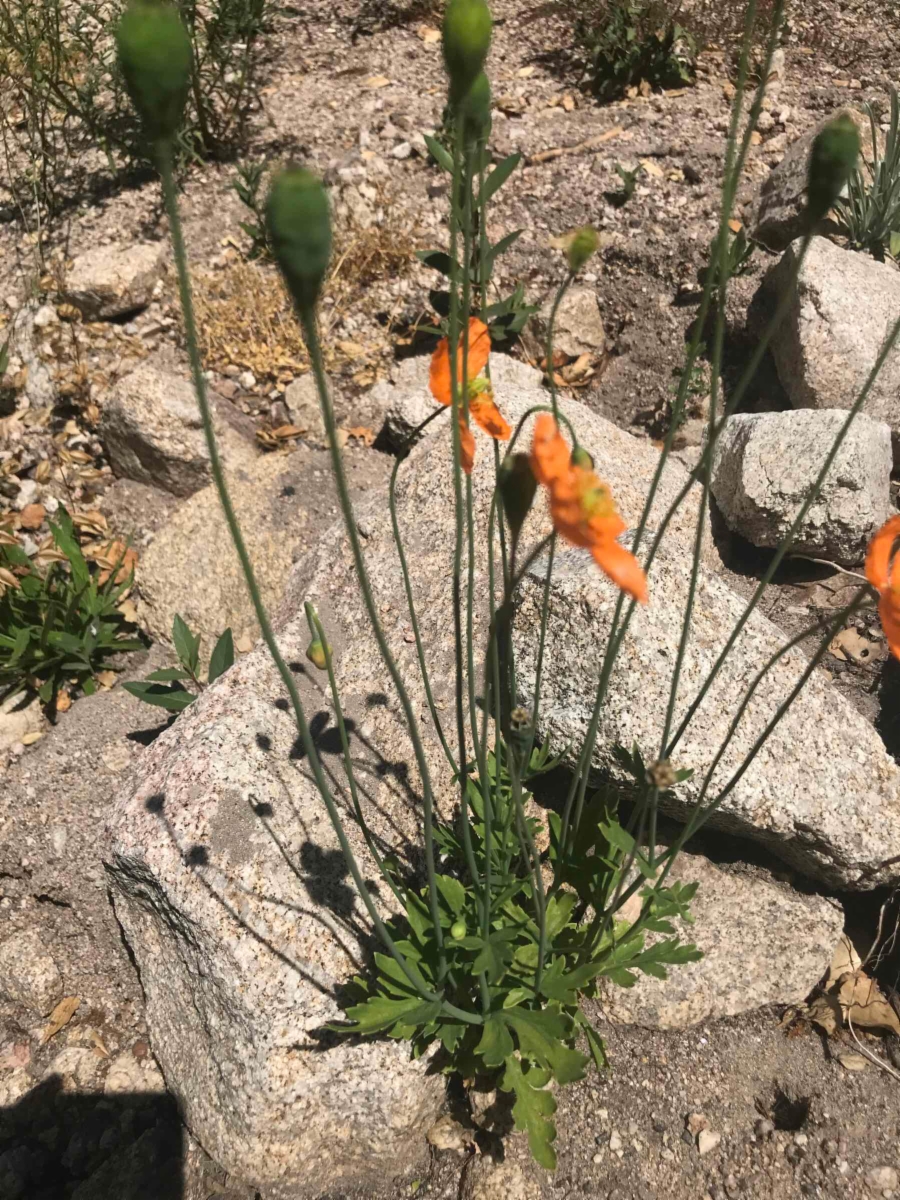 Papaver californicum