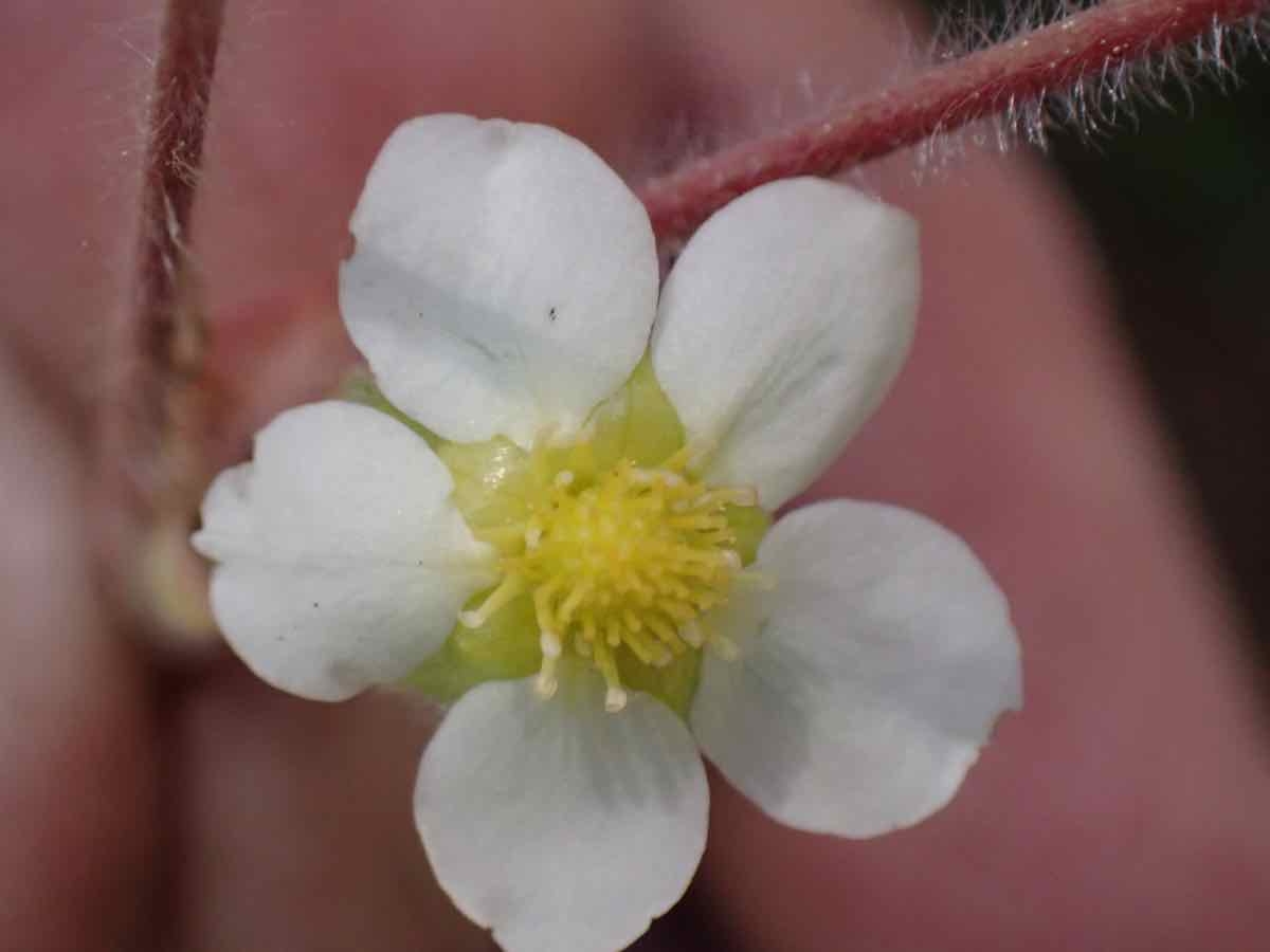 Fragaria virginiana