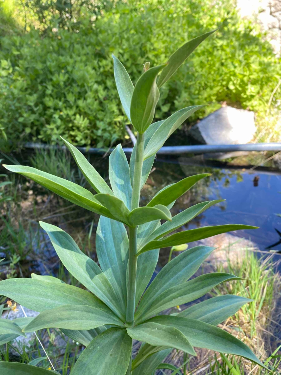 Lilium parryi