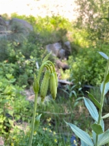 Lilium parryi