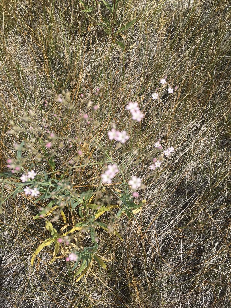 Gypsophila scorzonerifolia