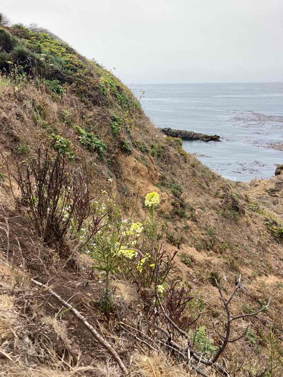 Erysimum concinnum