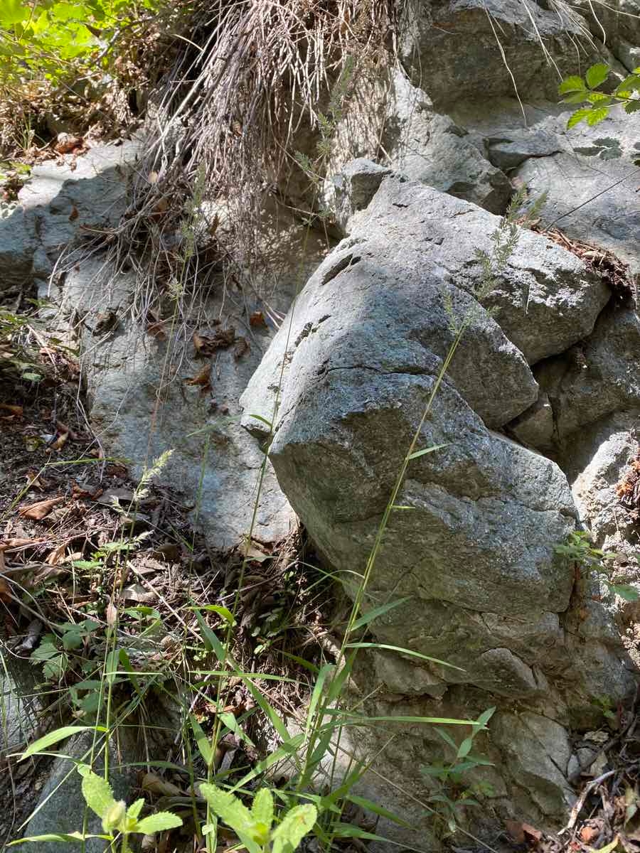 Muhlenbergia californica