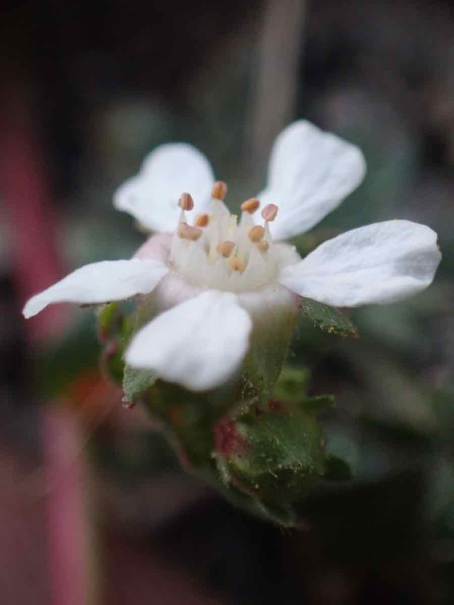 Horkelia wilderae