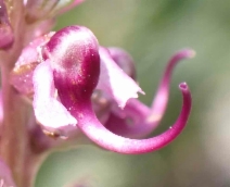 Pedicularis groenlandica var. surrecta