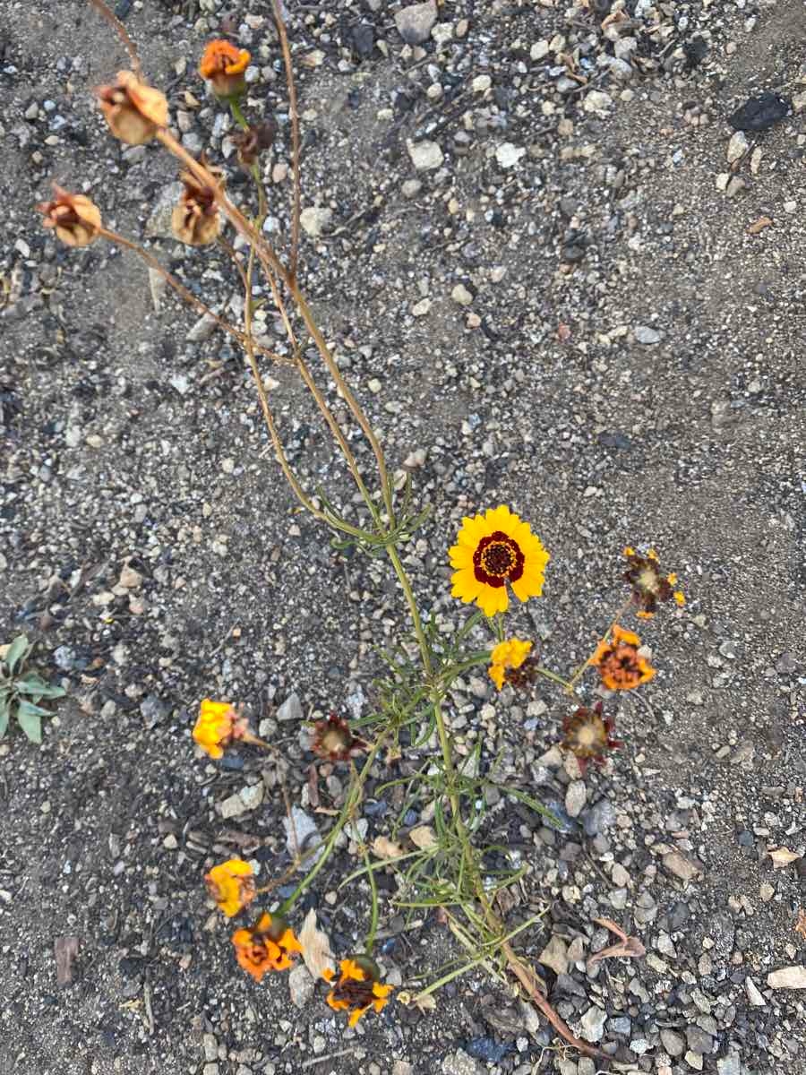 Coreopsis tinctoria