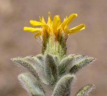 Chrysopsis villosa var. camphorata