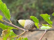 Quercus parvula var. tamalpaisensis