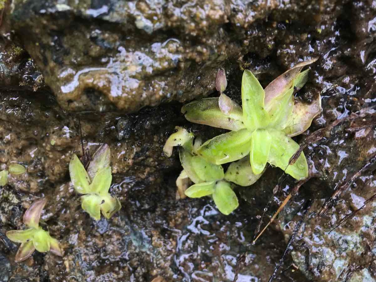 Pinguicula macroceras