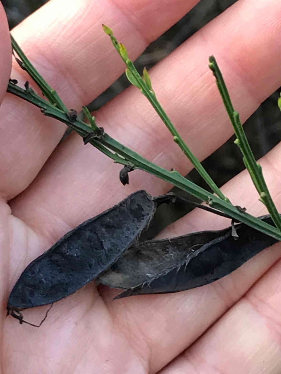 Cytisus striatus