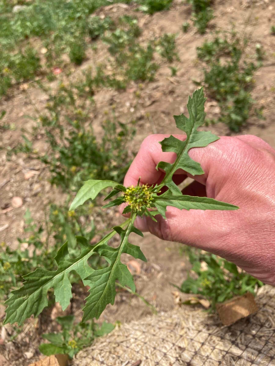 Sisymbrium erysimoides