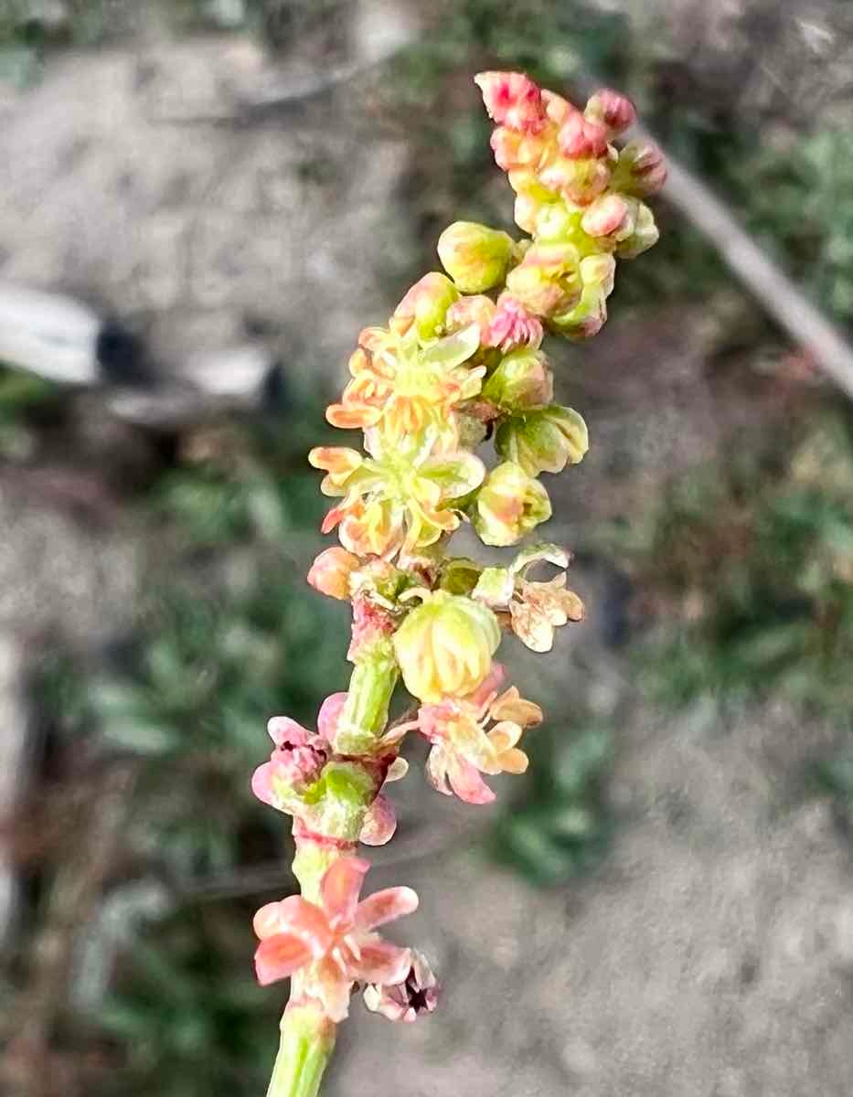 Rumex acetosella