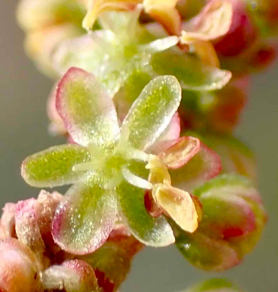 Rumex acetosella