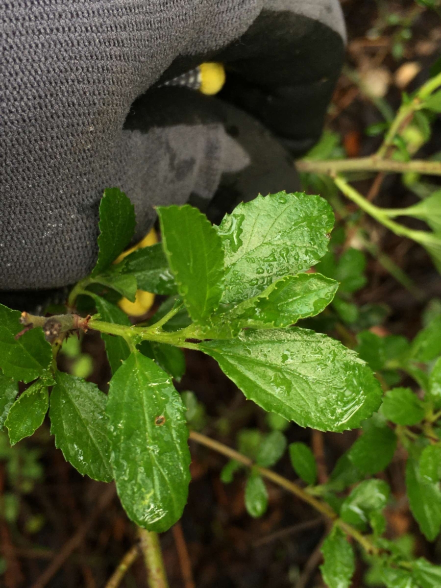 Ceanothus parryi