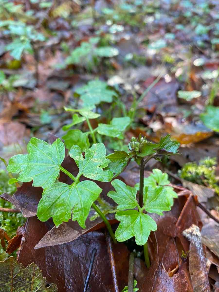 Cardamine angulata