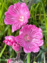 Sidalcea malviflora ssp. malviflora
