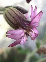 Silene verecunda ssp. platyota