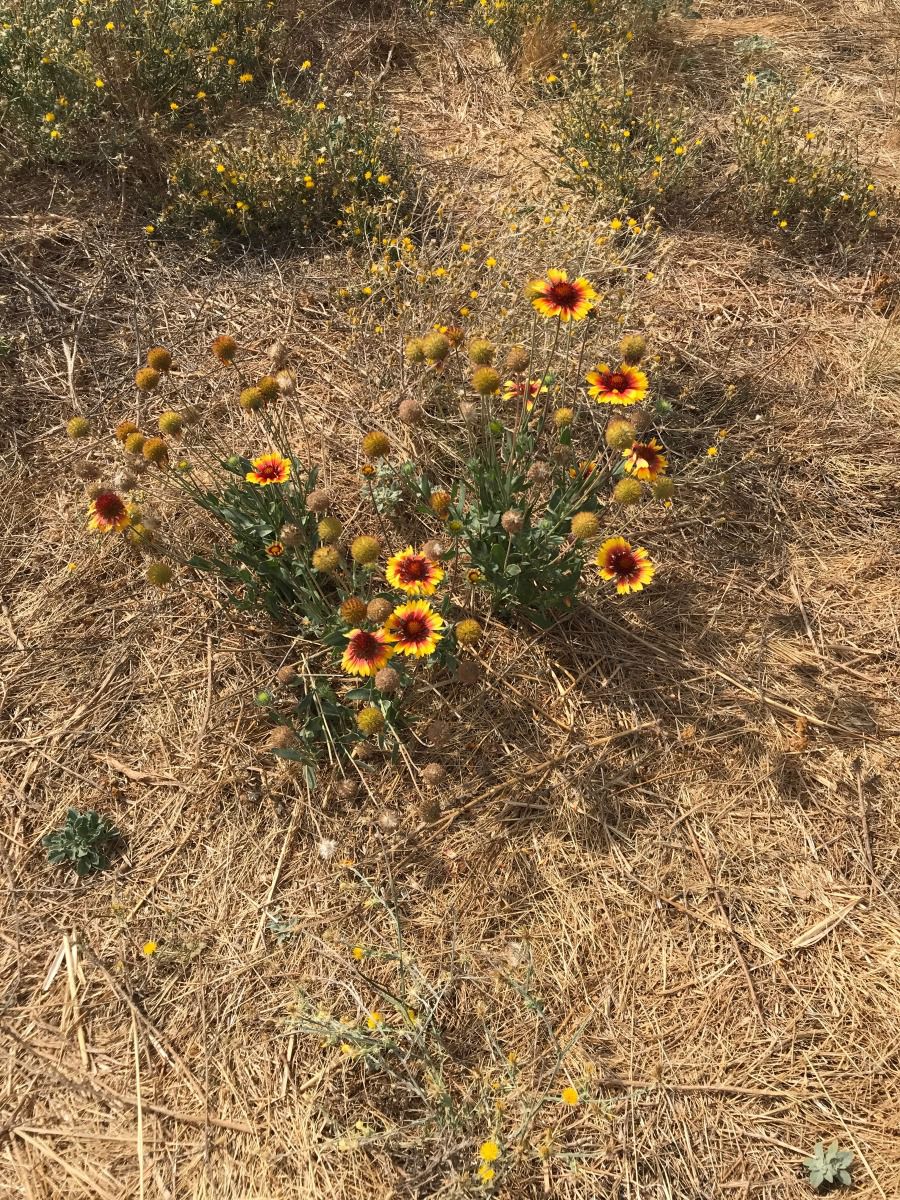 Gaillardia pulchella