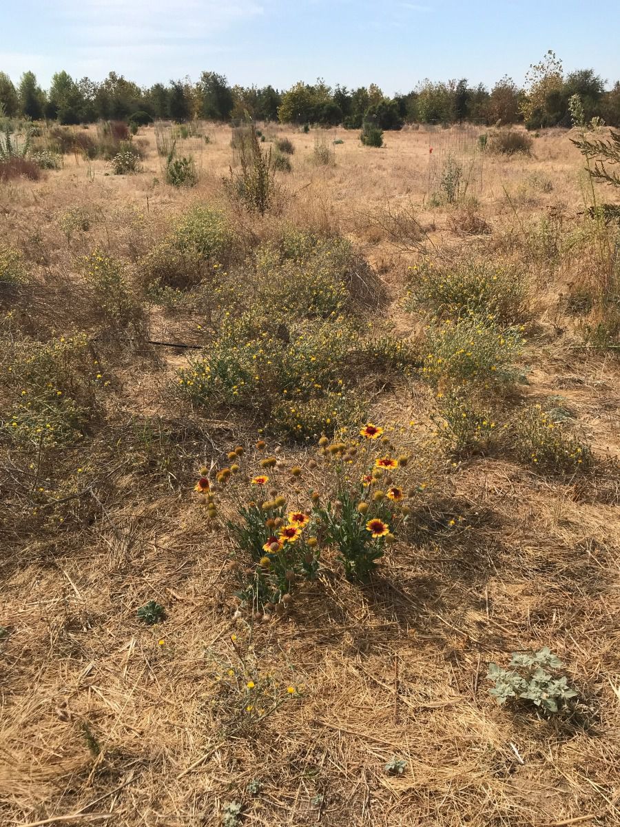 Gaillardia pulchella