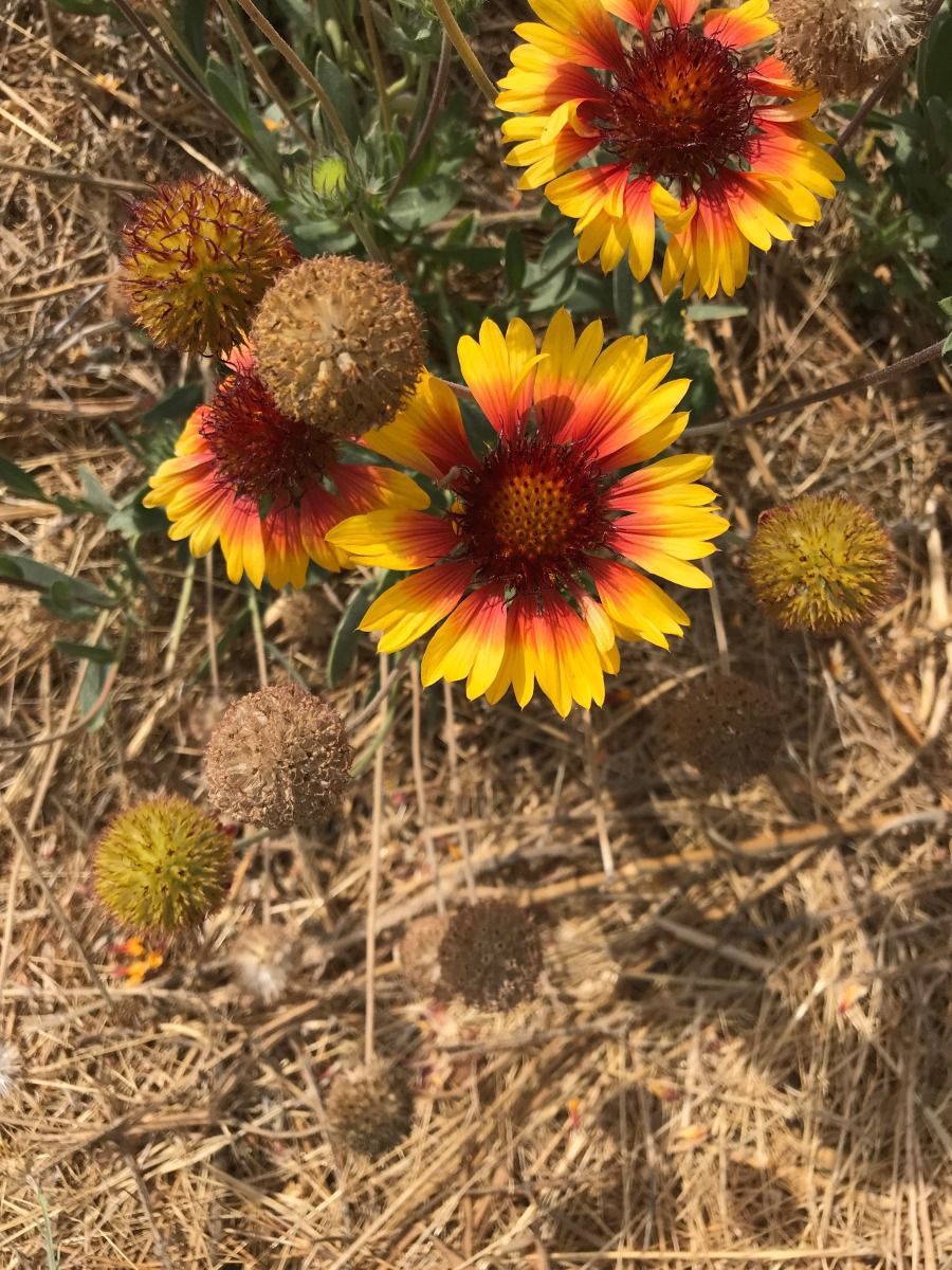 Gaillardia pulchella