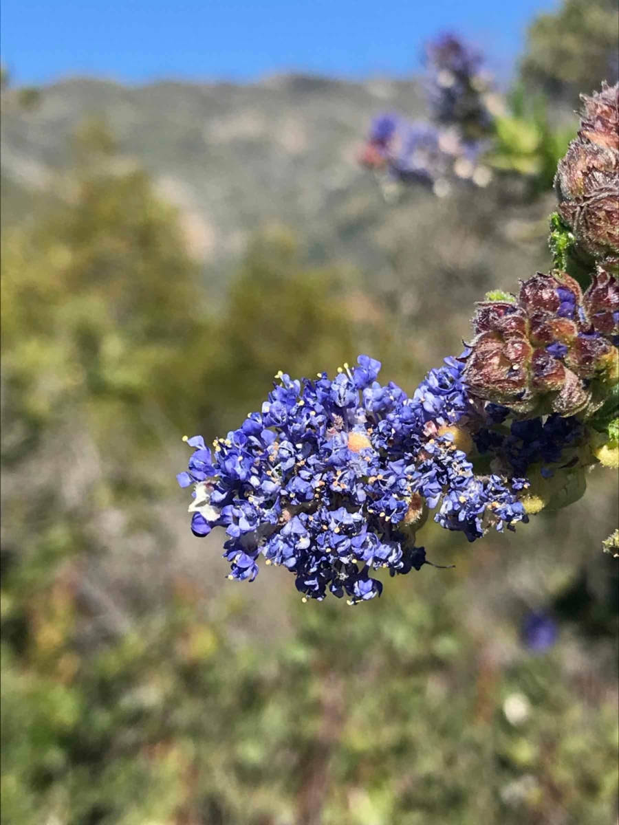 Ceanothus papillosus