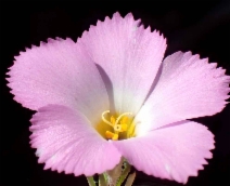 Linanthus dianthiflorus