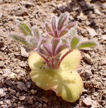 Lupinus microcarpus var. microcarpus