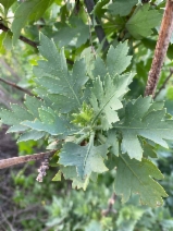 Romneya coulteri