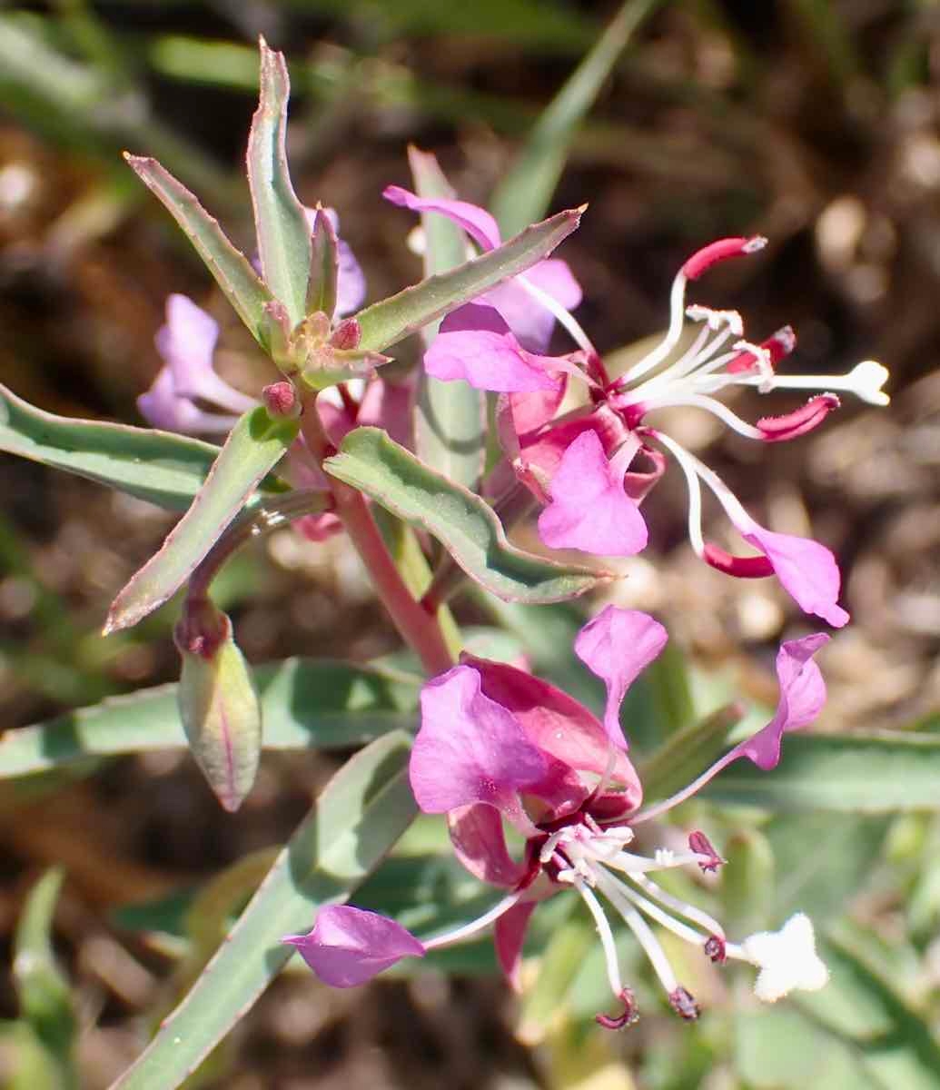 Clarkia exilis