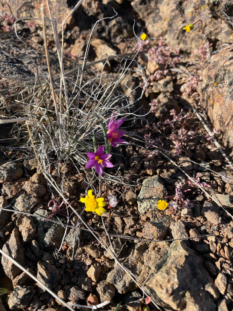 Olsynium douglasii