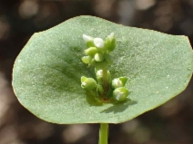 Montia parviflora