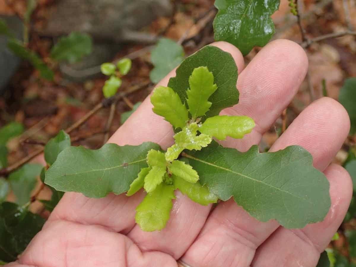 Quercus berberidifolia