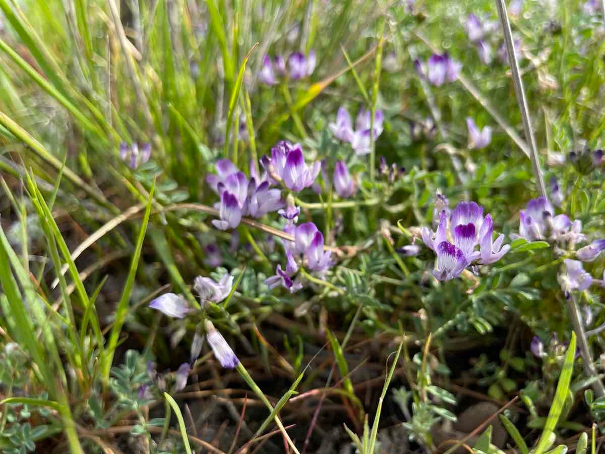 Astragalus rattanii var. jepsonianus