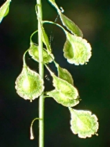 Thysanocarpus laciniatus