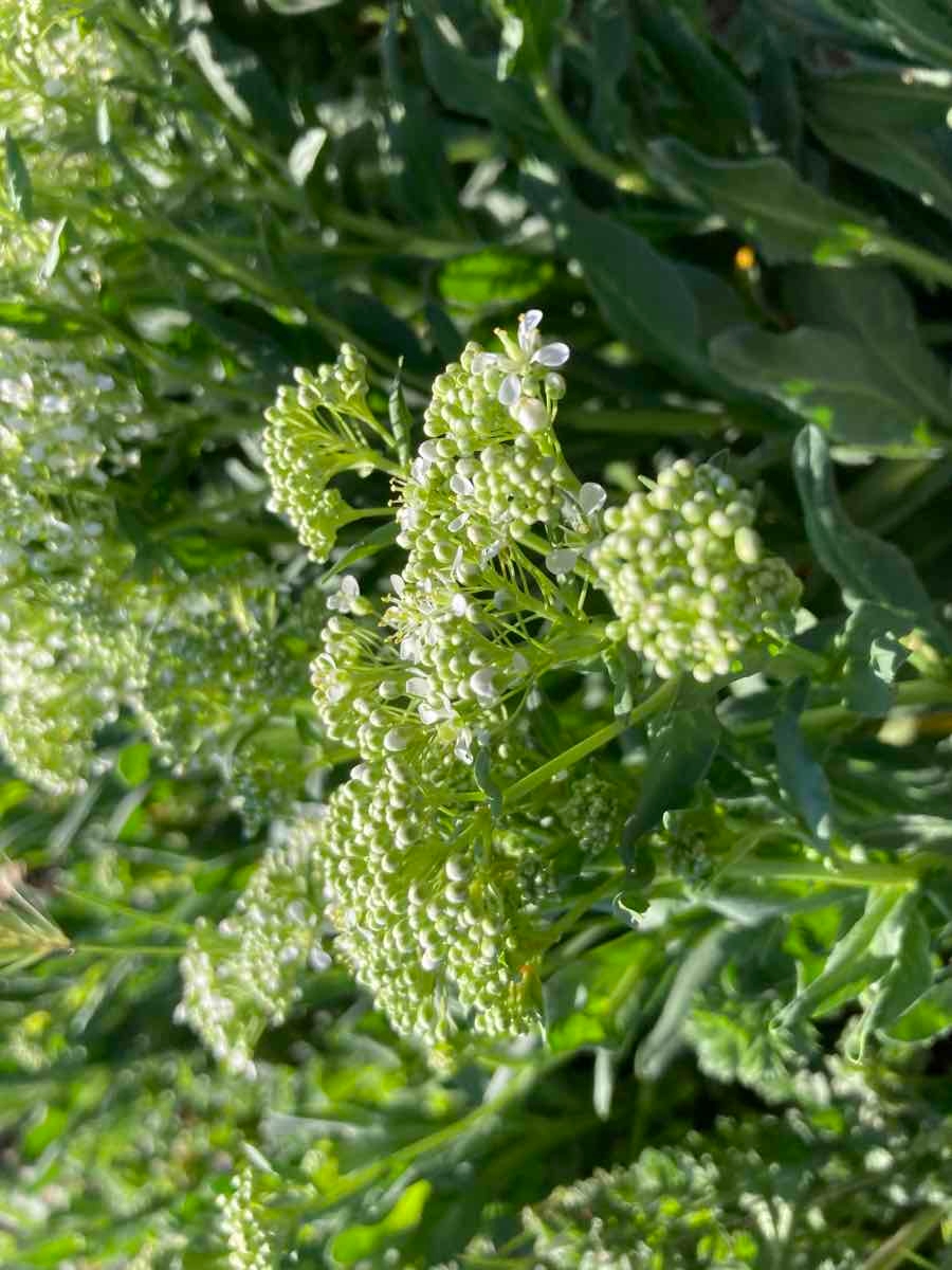 Lepidium chalepense