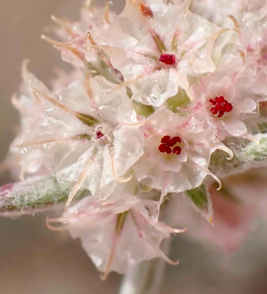 Chorizanthe membranacea