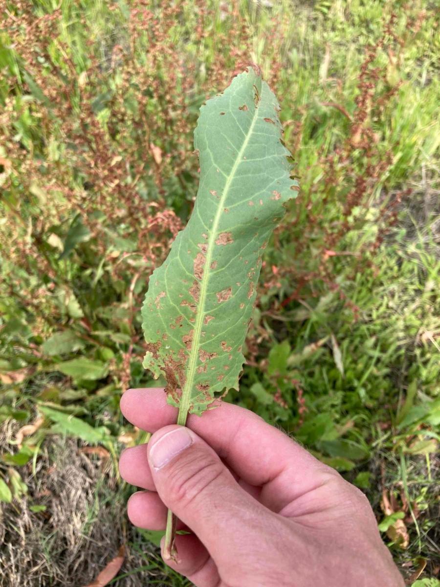 Rumex pulcher