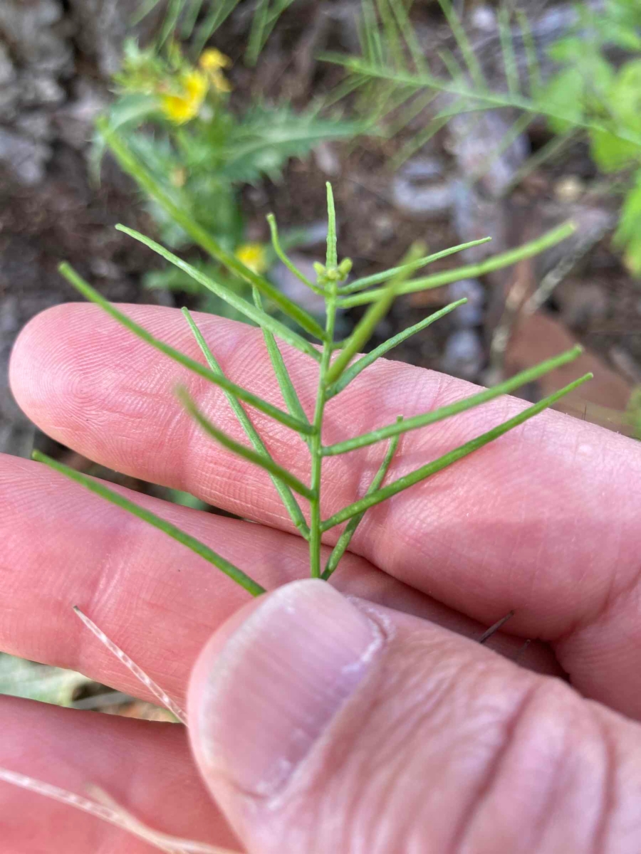 Sisymbrium erysimoides