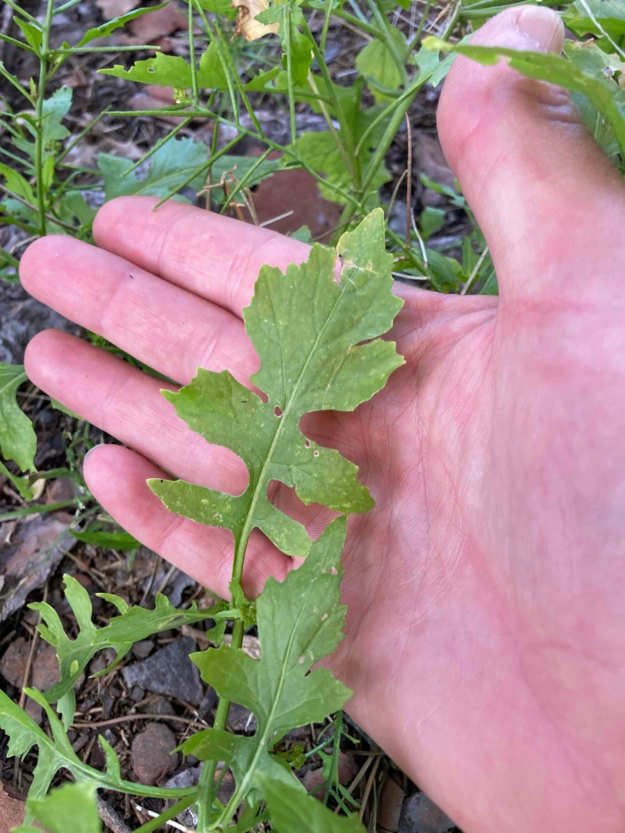 Sisymbrium erysimoides