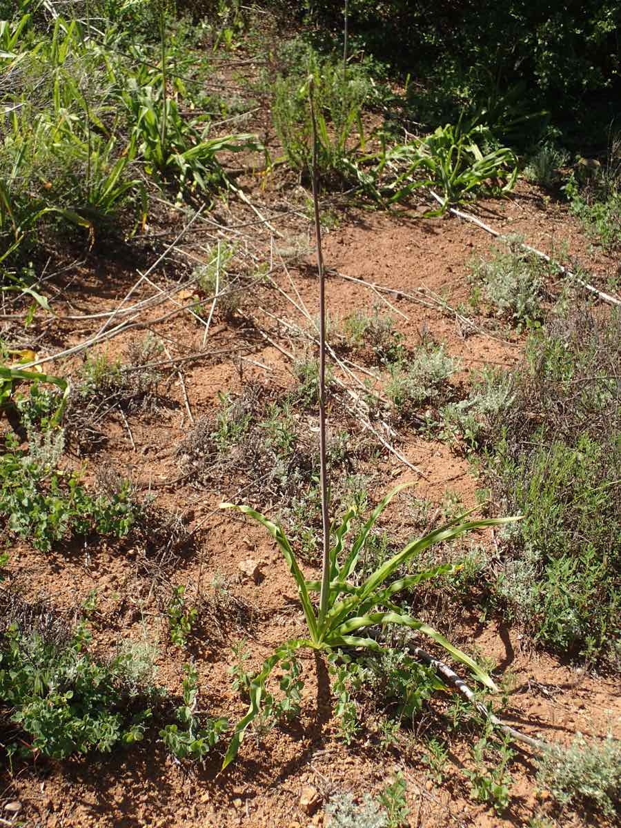 Chlorogalum pomeridianum var. pomeridianum