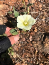 Calystegia occidentalis ssp. fulcrata