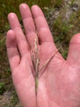 Bromus diandrus