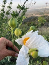 Romneya coulteri