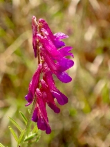 Vicia villosa ssp. villosa