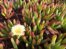 Carpobrotus edulis