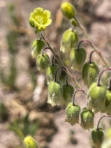 Emmenanthe penduliflora